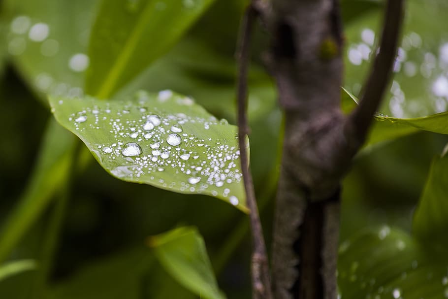 leaf, green, nature, forest, countryside, drop, dew, plant HD wallpaper