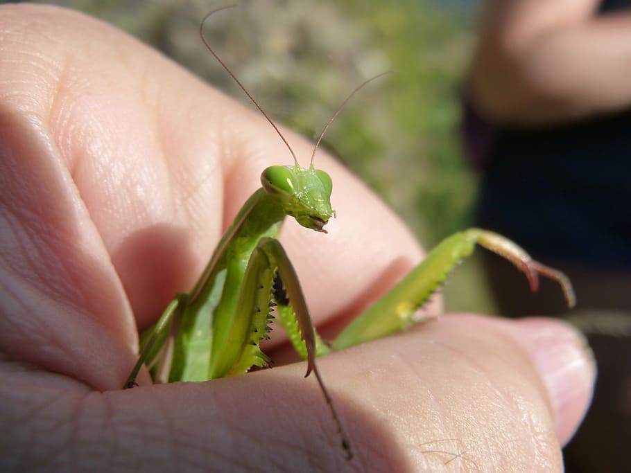 mantis religiosa, hand, trapped, insect, detail, plegamans HD wallpaper