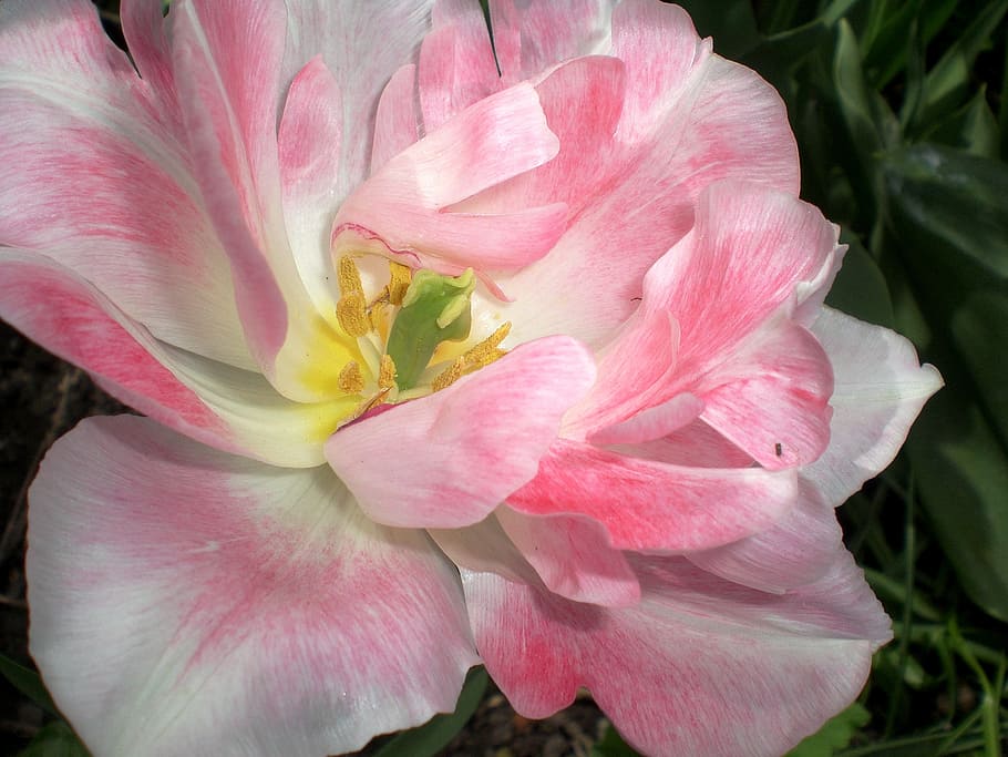 tulip, tulips, spring, rose, blossom, bloom, romantic, pollen HD wallpaper