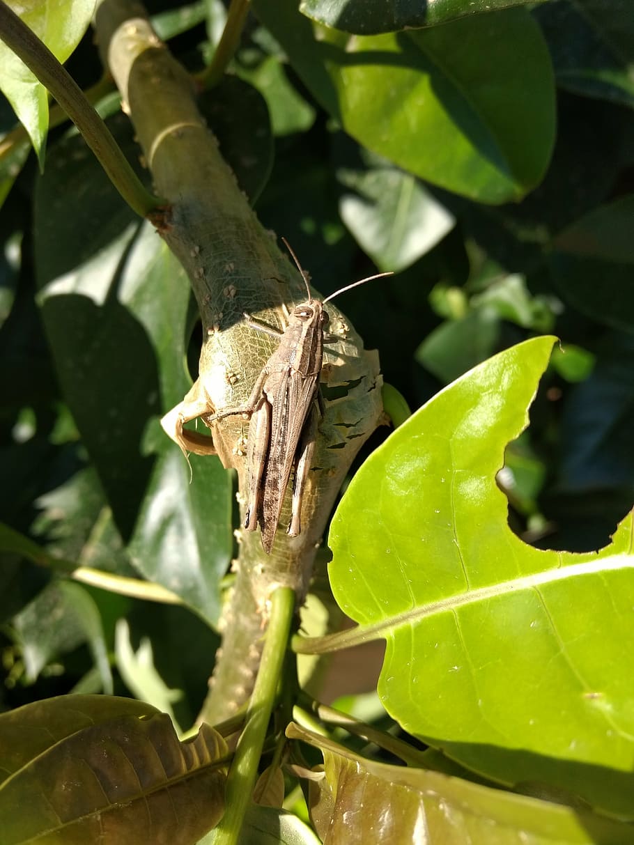 grasshopper, nature, insect, leaf, plant part, green color HD wallpaper