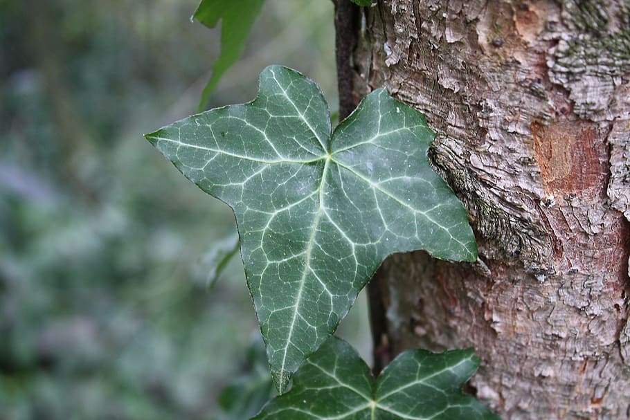 ivy, nature, green, tree, close, bodnar, ivy leaf, garden, plant HD wallpaper