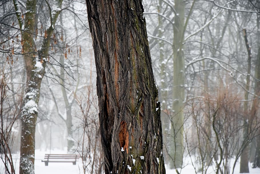 Winter, Snow, Tree, White, Nature, Bank, cold, tree trunk, forest HD wallpaper