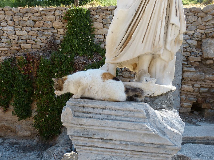 cat, animal, mieze, curious, sit, kitten, ephesus, turkey, antique HD wallpaper