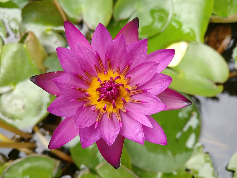 Lily, Spring, Pink, flower, petal, freshness, nature, fragility HD wallpaper