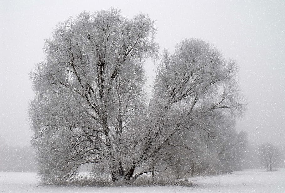 Time, Winter, Tree, Snow, Frozen, time of year, sport, landscape