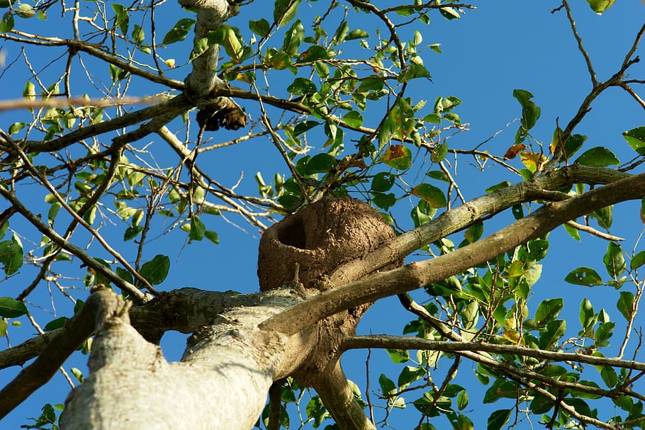 nest, ave, bird, tree, rufous hornero, wild, nature, work, house HD wallpaper