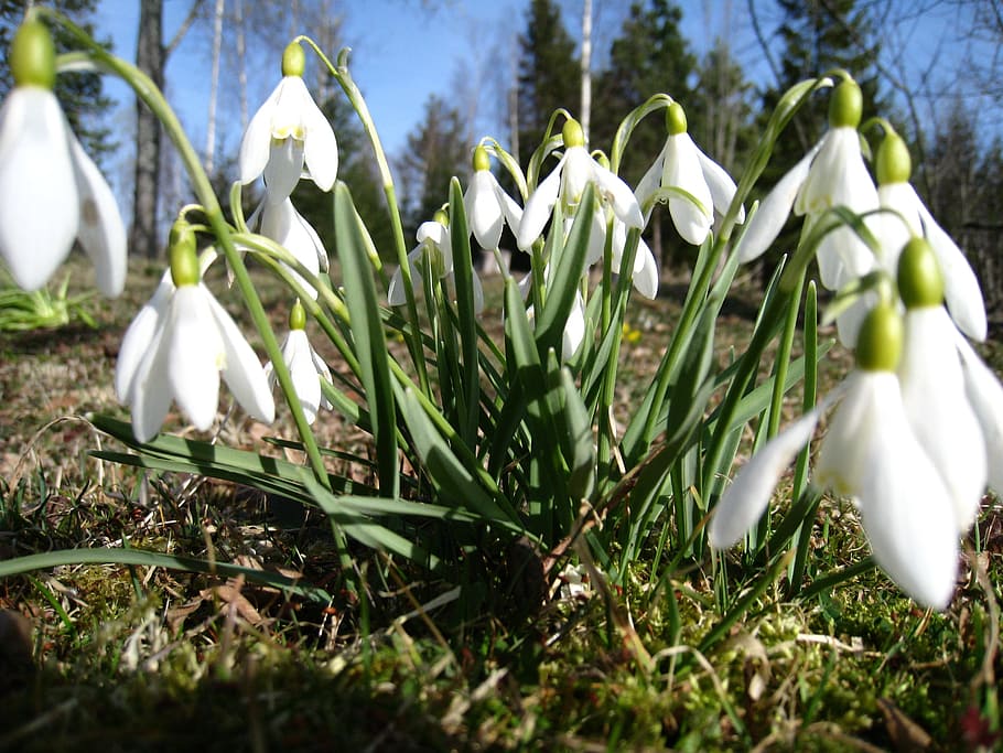 snowdrops, spring, green, sky blue, grass, nature, plant, flower HD wallpaper