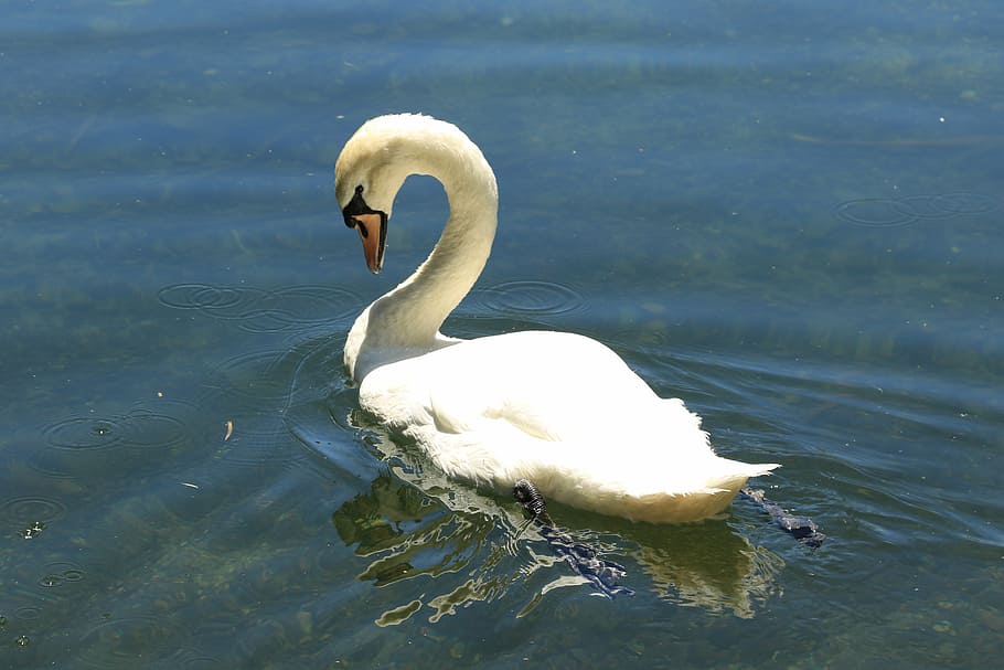 swan, bird, water, feather, beak, white, animals in the wild HD wallpaper