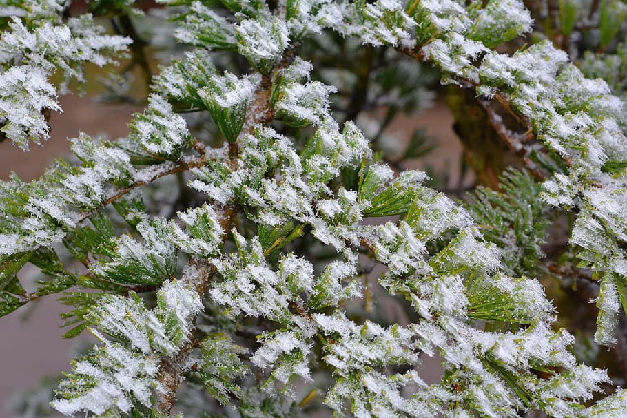 Cedar, Plant, Tree, Frozen, Hoarfrost, close, nature, winter HD wallpaper