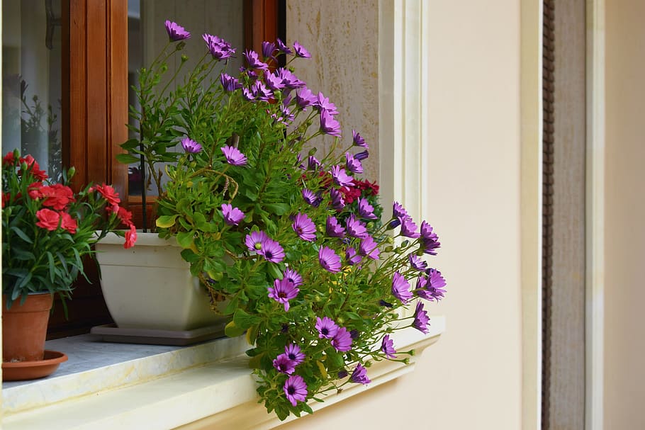 flower, vase, flowering plant, nature, potted plant, freshness HD wallpaper
