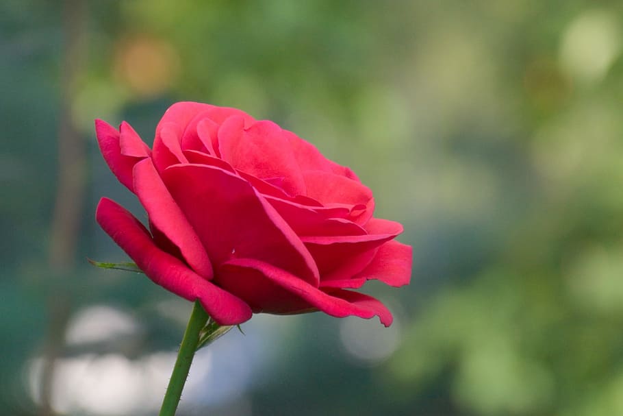 selective focus photo of red rose, Flower, Rose, Red, Single HD wallpaper