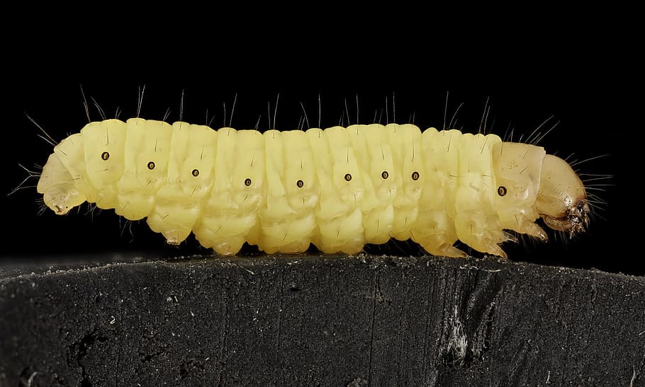 yellow caterpillar on black surface in close-up photography HD wallpaper
