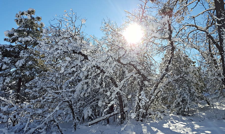 snow, winter, sunshine, cold, white, nature, landscape, ice HD wallpaper