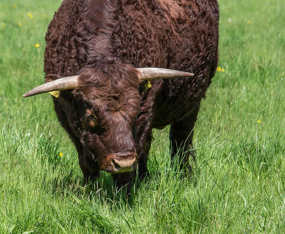 agriculture, cattle, animals, grass, farm, cow, nature, graze HD wallpaper