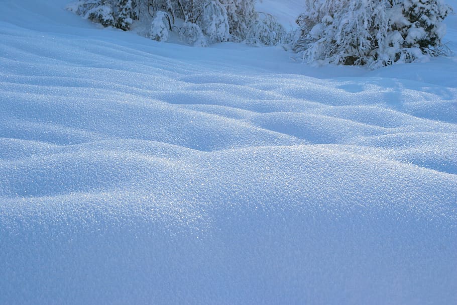 snow, winter, white, cold, weather, ice, trees, plants, cold temperature HD wallpaper