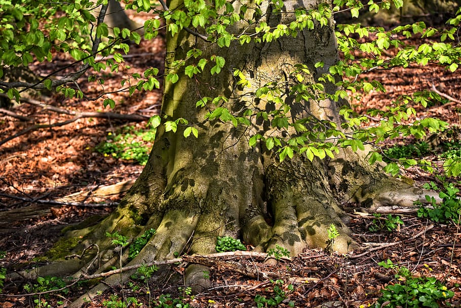 tree, trunk, roots, branch, foliage, old tree, gnarled, forest HD wallpaper