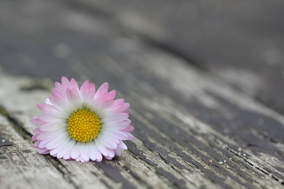 selective focus photography of pink and white daisy flowers HD wallpaper