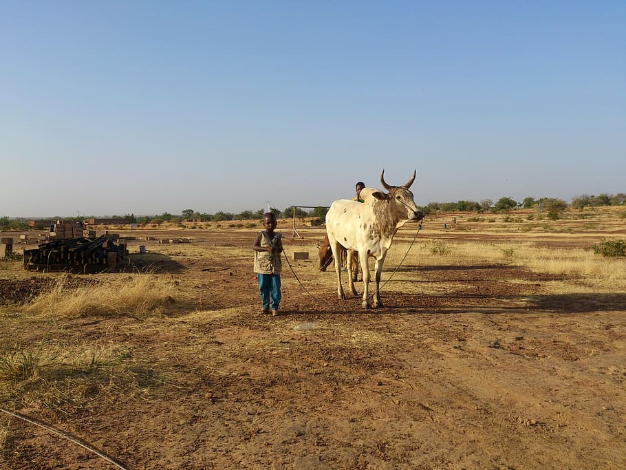 ouahigouya, burkina faso, cow, work, perseverance, 45 degrees, HD wallpaper