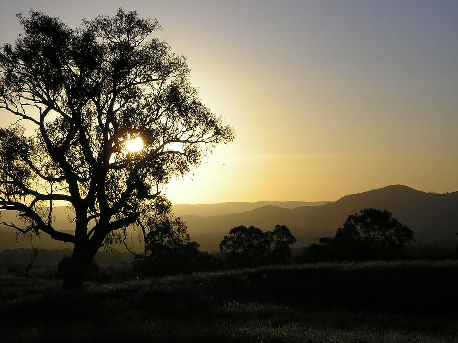 sunset, eucalyptus, mountains, nature, outdoors, australia HD wallpaper