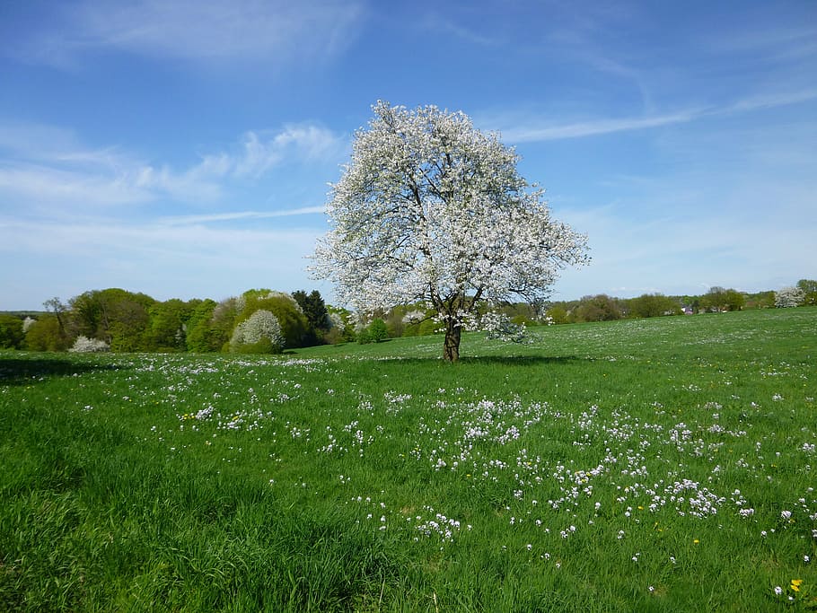 lonely, tree, meadow, spring, landscape, white blossom, plant HD wallpaper