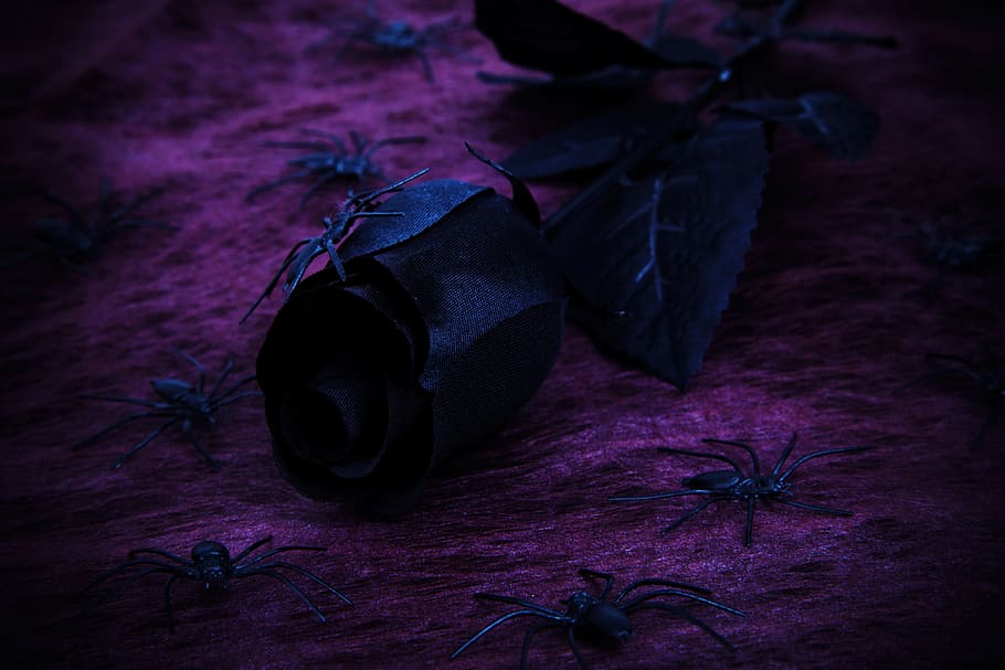 HD wallpaper: black rose in purple