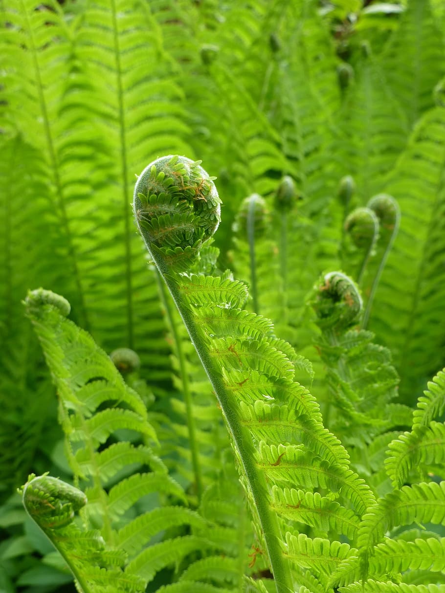 Fern, Spring, New, Leaf, Plant, Nature, green, summer, garden HD wallpaper
