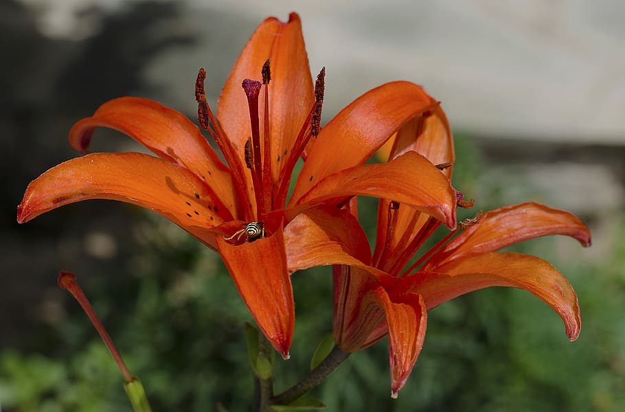 hemerocallis, orange, flower, orange color, flowering plant HD wallpaper