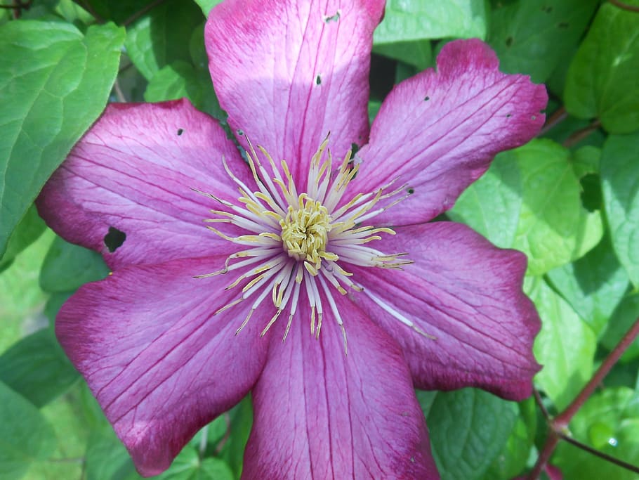Nature, Flower, Leaves, petal, purple, plant, flower head, pink color HD wallpaper
