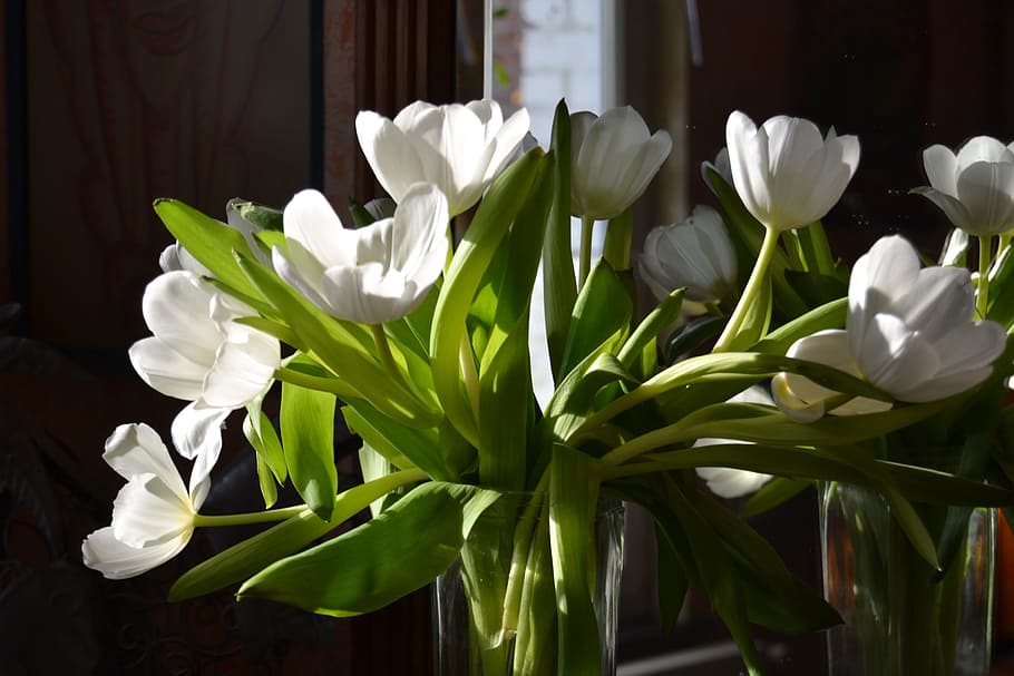 Flowers, Tulips, White, Spring, white color, plant, petal, leaf HD wallpaper