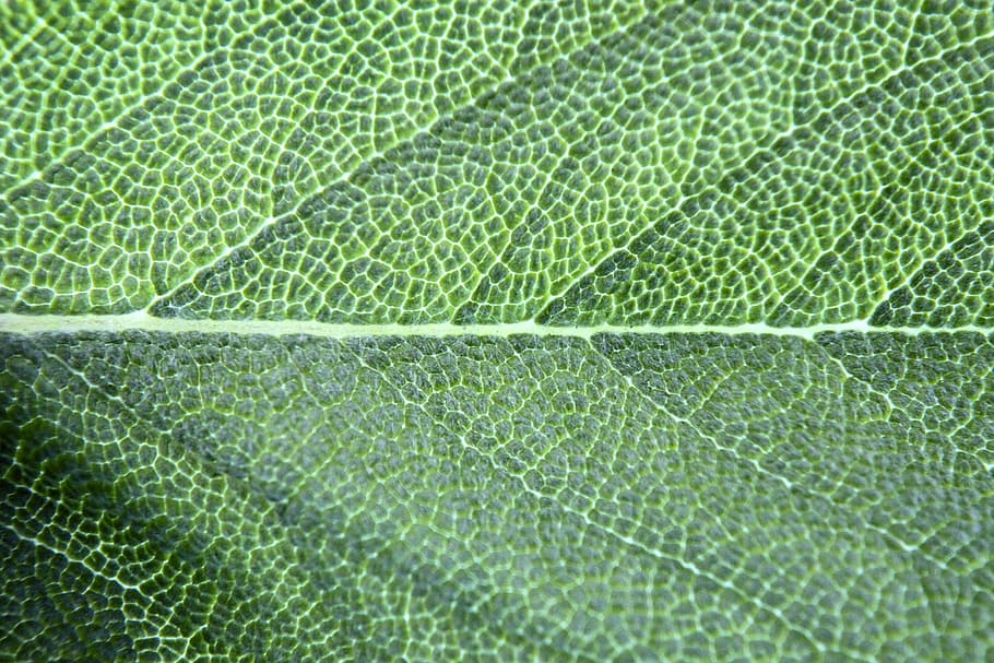 chlorophyll, basil, leaf, macro, spice, green, backgrounds HD wallpaper