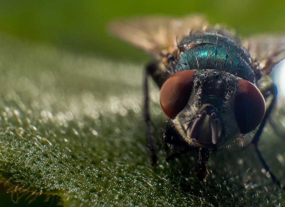 fly, macro, nature, insect, close, animal, compound eyes, green HD wallpaper