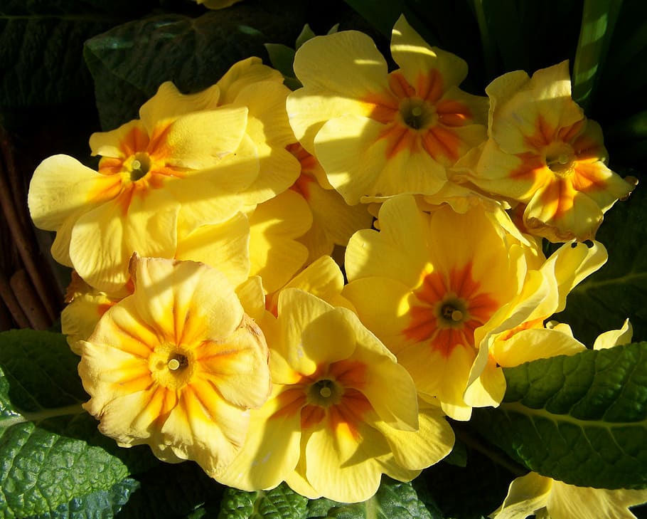 Primrose, Yellow, Flower, Spring, yellow flower, spring flower HD wallpaper