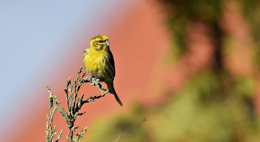 yellow bird standing on green plant, nature, grass, meadow HD wallpaper