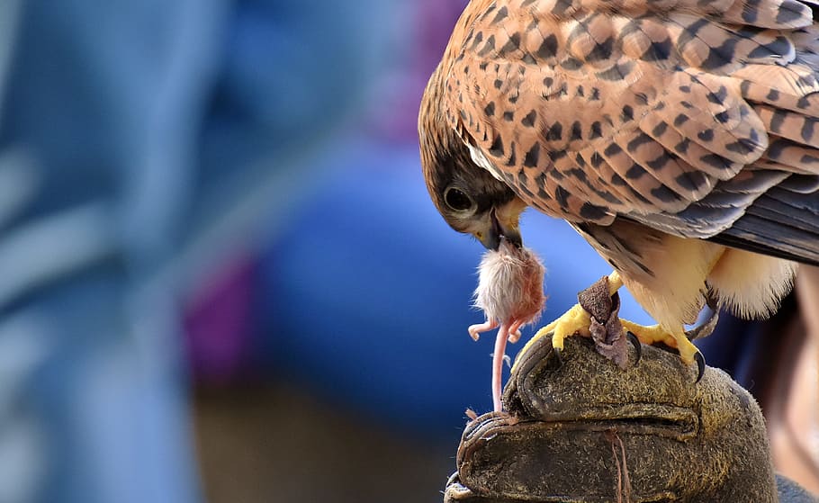 selective focus photography of falcon biting white mice, bird HD wallpaper