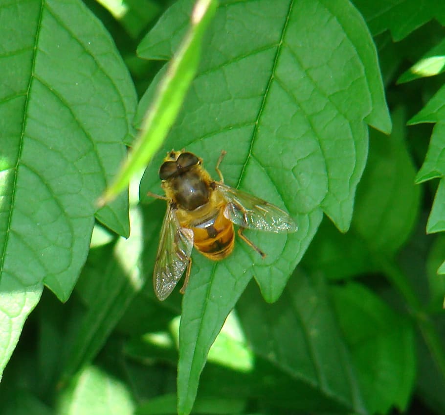 fly, bee, insect, bug, wing, wildlife, biology, delicate, pest HD wallpaper