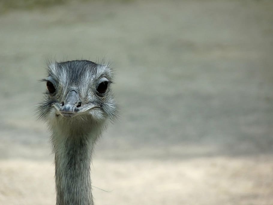 emu, bird, wild, head, sweet, ostrich, one animal, animal wildlife HD wallpaper