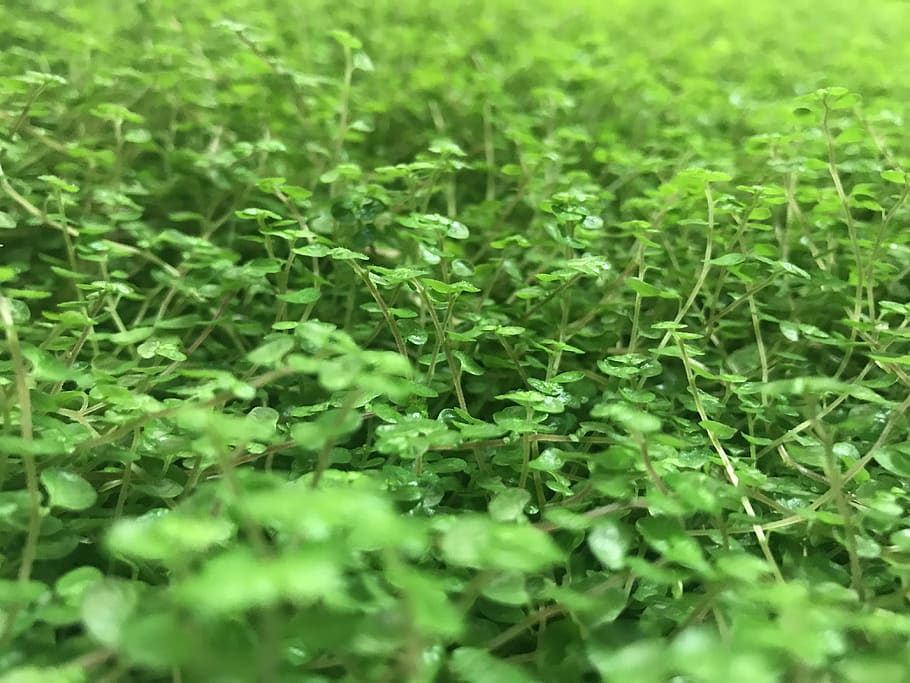 leaf, plant, nature, freshness, green color, selective focus HD wallpaper