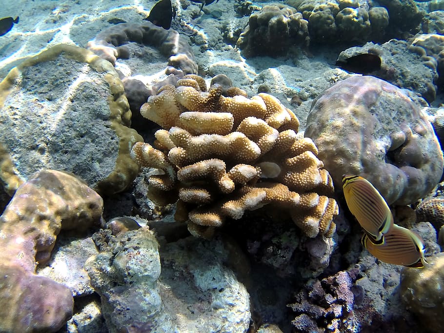 coral, fish, bali, sea, underwater, sea life, animals in the wild HD wallpaper