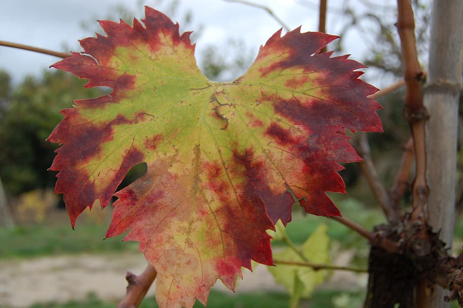 autumn, leaf, colors, plant part, close-up, focus on foreground HD wallpaper