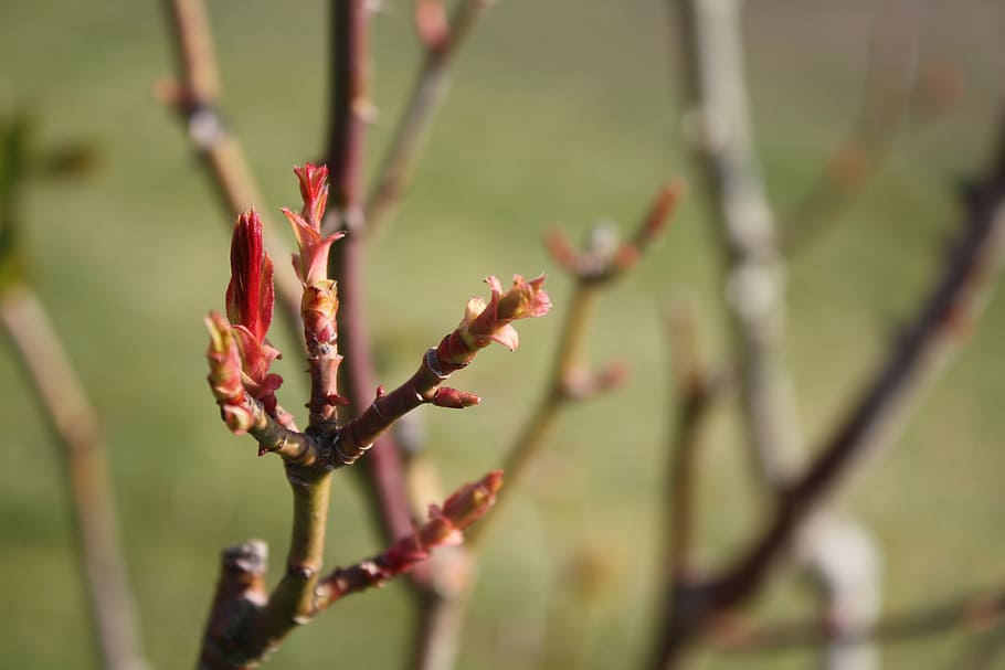 tree, spring, nature, branch, garden, field, plant, close-up HD wallpaper