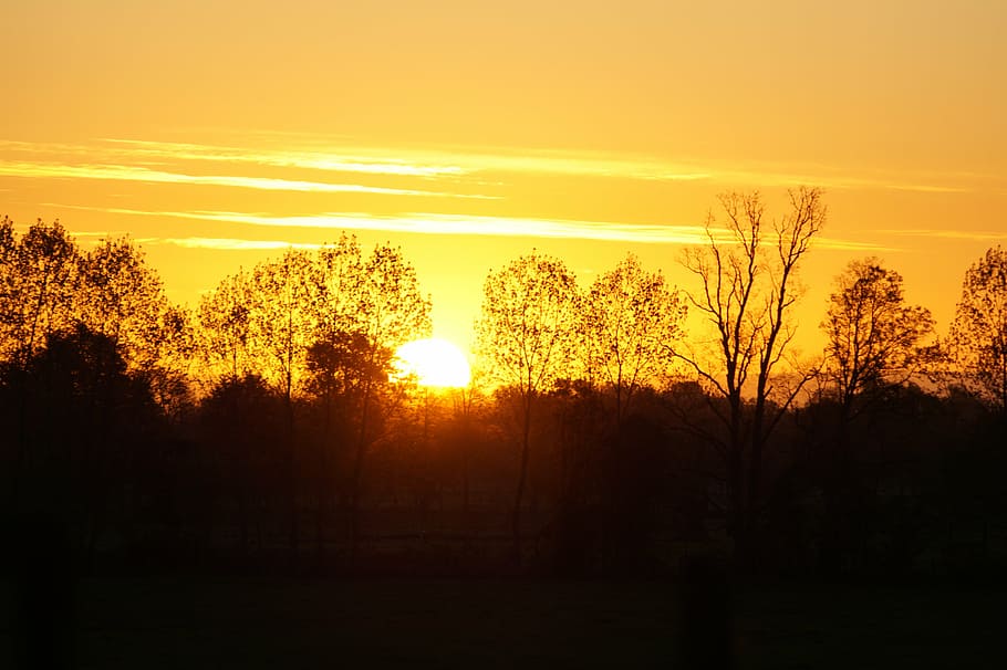 sunset, landscape, silhouette, trees, plant, sky, beauty in nature HD wallpaper