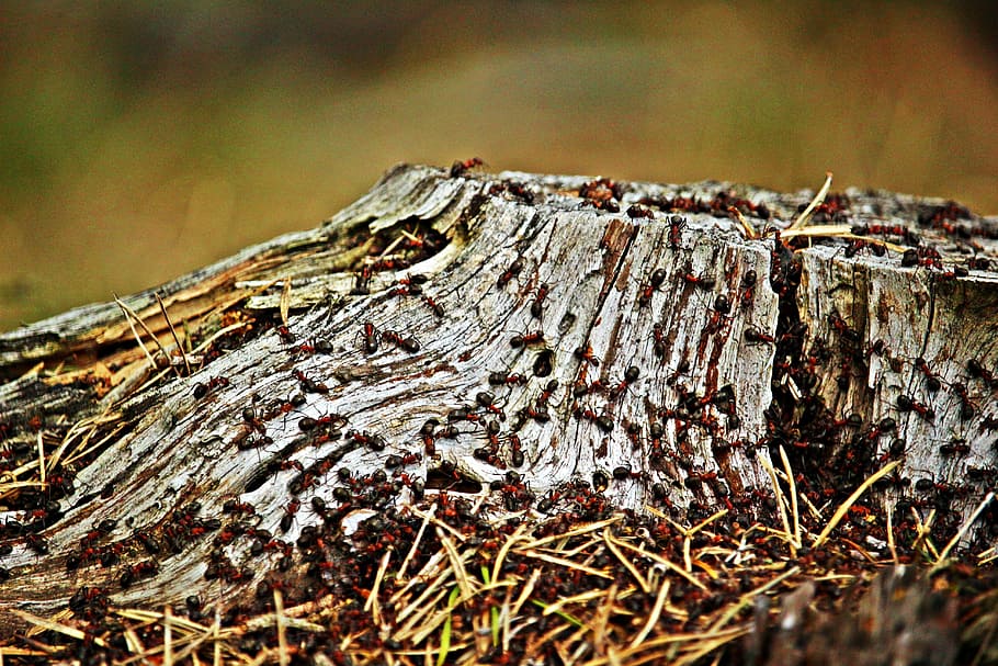 Tree Stump, Wood Ant, wood ant colony, insect, ant population, HD wallpaper