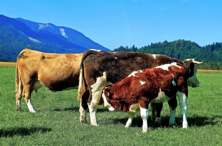 cows, cattle, jungrind, suckle, pasture, nature, graze, agriculture, HD wallpaper