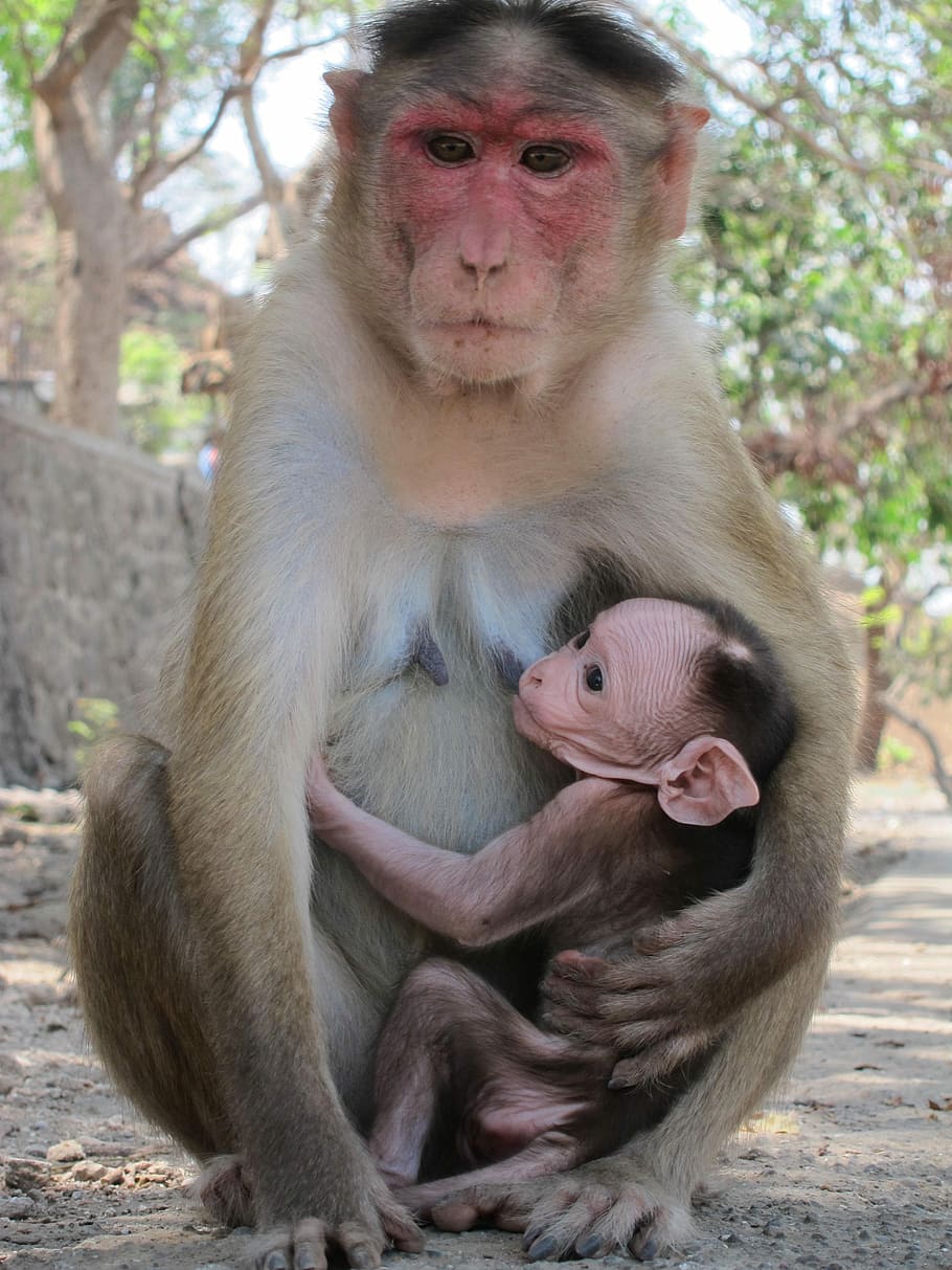 Rhesus, Macaque, Macaque, Monkey, India, Mammal, nature, animal HD wallpaper
