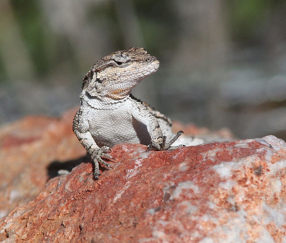 lizard, head, macro, reptile, tropical, desert, rock, outdoors HD wallpaper