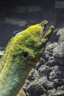 moray eel, green, large, animal themes, one animal, animals in the wild HD wallpaper