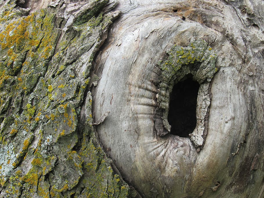 Tree, Hole, Hiding Place, Bark, Natural, trunk, tree trunk HD wallpaper
