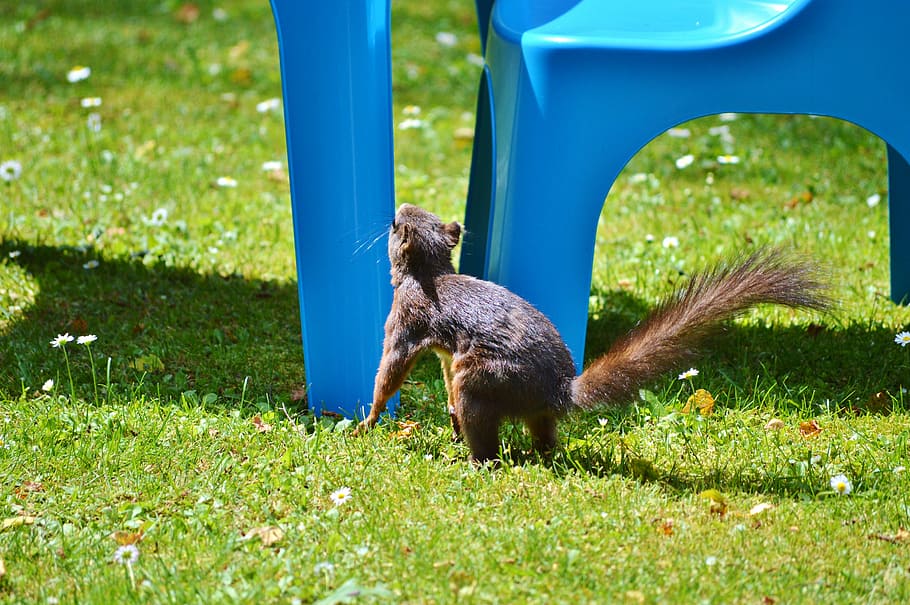 squirrel, nager, rodent, cute, nature, cheeky, animal, garden HD wallpaper
