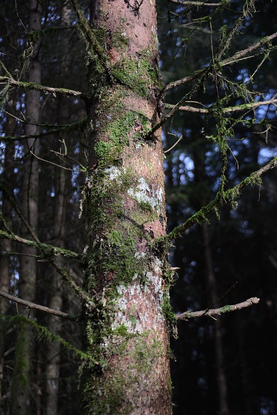 log, moss, bark, weave, tree bark, plant, tree trunk, growth HD wallpaper