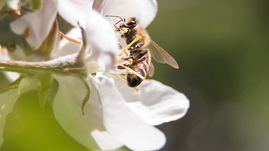 Bee, Blossom, Bloom, Spring, Nectar, pollination, bees, nature HD wallpaper